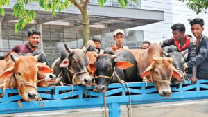 পশুর হাটে ‘সমঝোতার খেলা’