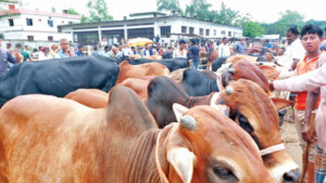 ভারতীয় গরুশূন্য হাটে দেশি পশুর আধিপত্য
