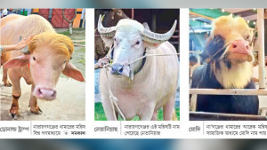 পশুর নামকরণে মনোযোগের অর্থনীতি ও রাজনীতি