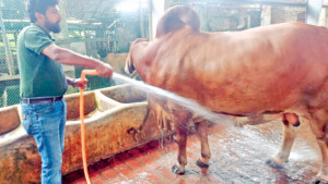পাঁচ লাখ দিয়ে শুরু, খামারে এখন ৩ কোটি টাকার গরু