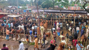 জমে উঠেছে কোরবানির হাট চাহিদা মাঝারি, নজর বড়তে