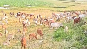 সীমান্ত পেরিয়ে ‘নিখোঁজ’ ১৭৬ গরু তিন থানার অভিযানে উদ্ধার