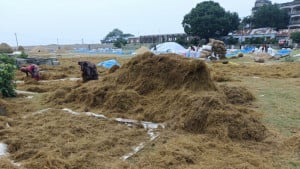 ‘রানবার চাল নাই- গরুর খাওন কই থেইক্কা দিমু, এর লাগি কম টেহাই বেইচ্চা দিছি’