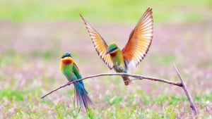 বাংলার নিসর্গে পরিযায়ী পাখি