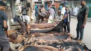 বগুড়ায় ছাগলের চামড়ার দাম ১০ টাকা, গরুর ৩০০