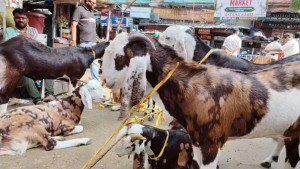 কলকাতায় ছাগল ও দুম্বার 'আকাশছোঁয়া' দাম, নেপথ্যে কী