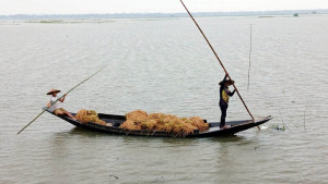 এক মণ ধানের দামেও মিলছে না শ্রমিক, হাকালুকি হাওরে পানিতে পচছে কৃষকের ধান