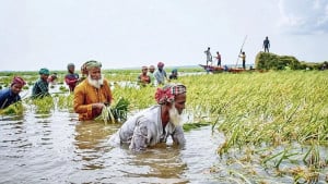 কৃষকের কান্না হাওরেরও কান্না