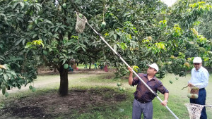 সাতক্ষীরার আমে মৌসুম শুরু