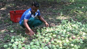 বাজারে রাজশাহীর আম