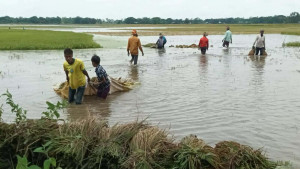 নান্দাইলে পানির নিচে ৩০০ হেক্টর বোরো ধান, খাল দখলকে দুষছেন কৃষকরা