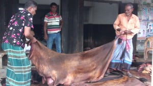 নাটোরে চামড়ার আড়তে সিন্ডিকেটের অভিযোগ