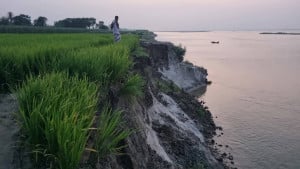 পদ্মার ভাঙন এবং নবীরনের ঘুমহীন রাত