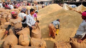 ১৭০ থেকে ২৩০ টাকা লোকসানে ধান বিক্রি করছেন কৃষক