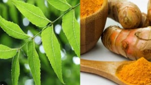 হলুদ নাকি নিম, সকালে সুস্থ থাকতে কোনটি খাবেন?