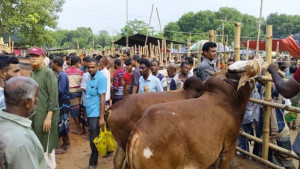 পশুর হাটে যেসব স্বাস্থ্য সতর্কতা মেনে চলা জরুরি