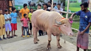 ভিউ বাণিজ্য কি কোরাবানির মাহাত্ম্য ম্লান করছে? 