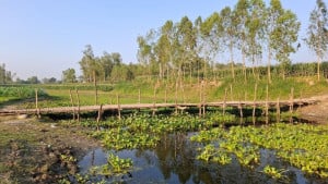 কুড়িগ্রামে সেতুর অভাবে দুর্ভোগে ৩০ হাজার মানুষ