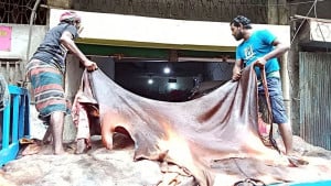 সাভারে ট্যানারিতে তিন দিনে সাড়ে ৫ লাখ চামড়া সংগ্রহ