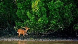 বনরক্ষীদের ওপর হামলা চালিয়ে হরিণ শিকারীকে ছিনিয়ে নিল দুর্বৃত্তরা