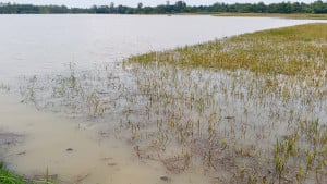 পাহাড়ি ঢলে হালুয়াঘাটে নতুন করে ৫ গ্রাম প্লাবিত
