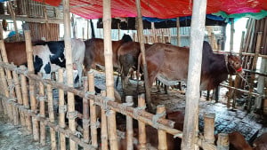 গবাদি পশুরও  আছে ‘আবাসিক হোটেল’