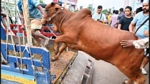 ঝড়বৃষ্টিতে পশু-ব্যবসায়ীদের  ভোগান্তি, কাদায় সয়লাব হাট
