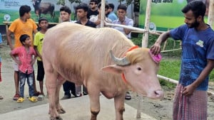 মহিষের খ্যাতি এবং সরকারের বিড়ম্বনা