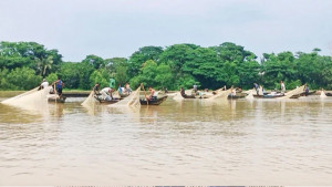 হালদায় মাছের ডিম নিয়ে সতর্কতা ও শঙ্কা