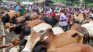 চট্টগ্রামে পশুর হাট এবারও বিএনপির নিয়ন্ত্রণে