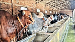 বিলেতে আইনে স্নাতকোত্তর সফল খামারি