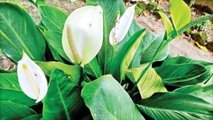 স্নিগ্ধ সুন্দর পিস লিলি