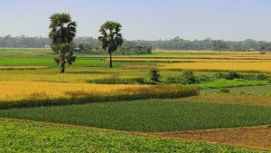 ৫২ বছরে দেশে আবাদি জমি কমেছে ৩০ শতাংশ