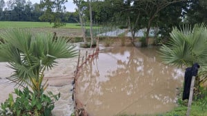 জলাবদ্ধতায় শেষ ৫০০ বিঘা জমির আমন ধান