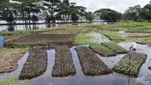 জলাশয়ের জঞ্জালে ভর করে বাড়তি আয়