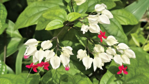 শরতে ফুটেছে ব্লিডিং হার্ট