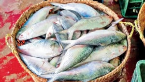 ভারতীয় ব্যবসায়ীদের দ্বিমুখী ইলিশ বাণিজ্য