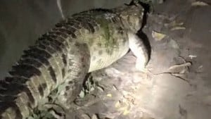 নারায়ণগঞ্জে গ্রামে ঘুরছে কুমির, কৌতূহল-আতঙ্ক