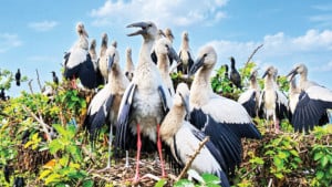 শামুকখোল এখন উলিপুরের ‘স্থায়ী বাসিন্দা’