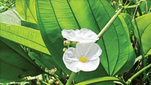 সোর্ড প্লান্টের শুভ্র ফুল