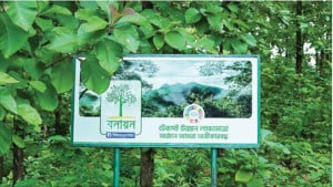 ১৩ কোটির বেশি চারা বিনামূল্যে বিতরণ
