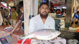জেলের জালে আড়াই কেজির ইলিশ, ১২ হাজার টাকায় বিক্রি