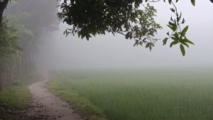 পঞ্চগড়ে শরতের ভোরে ঘন কুয়াশার চাদর
