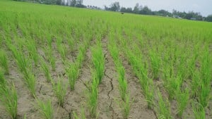 লিজ না পেয়ে সেচ বন্ধ, নষ্ট ধান