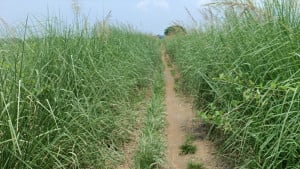 বছর না যেতেই কোটি টাকার সড়ক এখন ভূতুড়ে জঙ্গল
