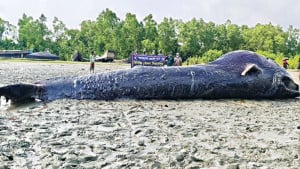 আন্ধারমানিক তীরে ৪০ ফুট দীর্ঘ মৃত তিমি