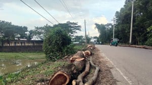নামমাত্র দামে কোটি টাকার গাছ বিক্রি