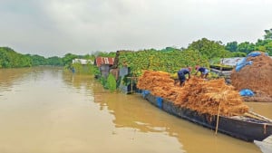 পদ্মায় পানি বৃদ্ধি, জলাবদ্ধ অর্ধলাখ মানুষ