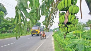 মহাসড়কের কাঁধে চাষ, চলাচলে ঝুঁকি