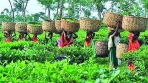 চা বাগানে তীব্র লোডশেডিং ব্যাহত চা উৎপাদন